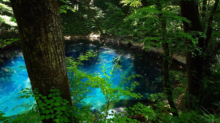 世界遺産白神山地|青池