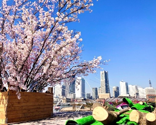 横浜の海と街並みと桜を一緒に楽しむ「大さん橋さくら祭り」　 3月8日から横浜港大さん橋国際客船ターミナルにて開催！