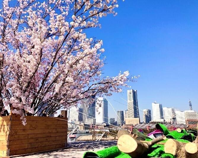 大さん橋さくら祭り(過去開催写真)