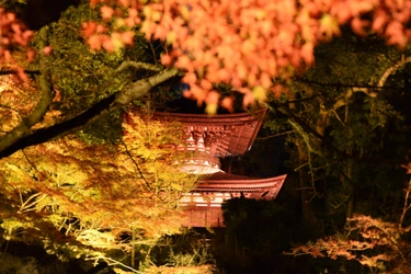 京セラのLED照明「CERAPHIC(R)」が 石山寺の紅葉ライトアップ「あたら夜もみじ」に採用 