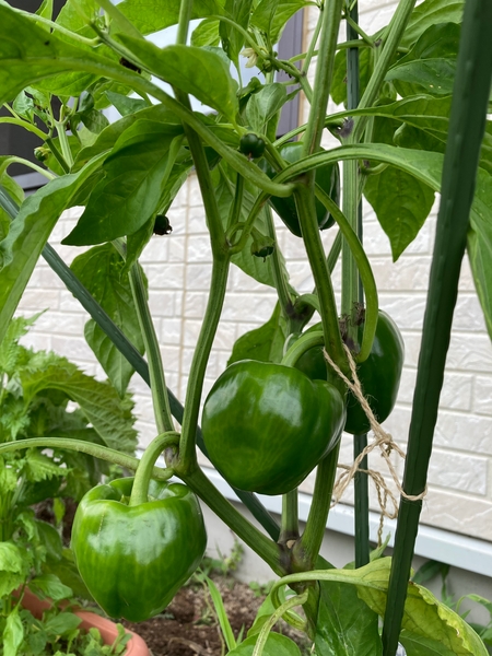 袋栽培で育てたパプリカ