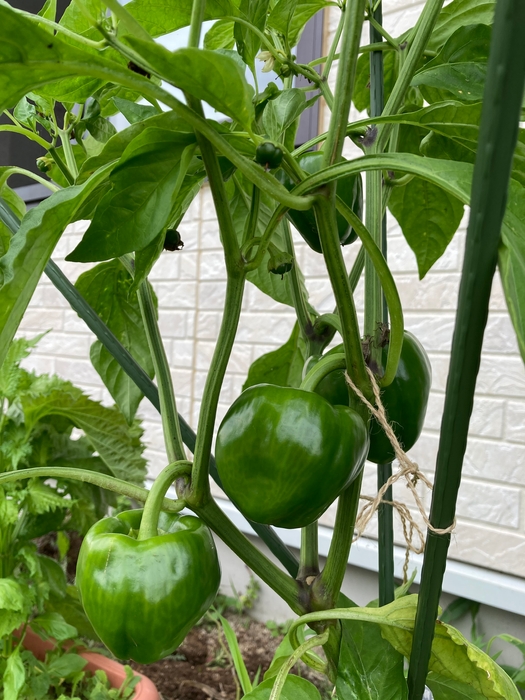 袋栽培で育てたパプリカ