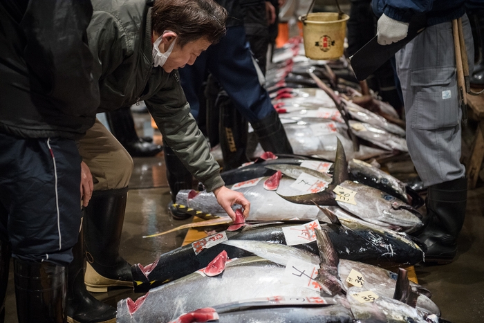 マグロのせり(2)