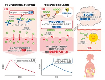 糖の吸収を抑えるメカニズム