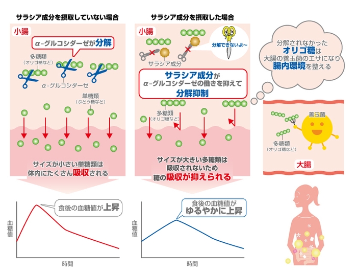 糖の吸収を抑えるメカニズム