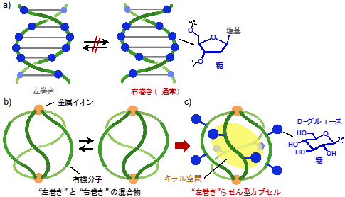 図1（a）DNA2重らせん（右巻き）　（b）既報の人工らせん型カプセル（左/右巻きの混合物）　（c）本研究の戦略：外面の単糖（D-グルコース）修飾による人工らせん型カプセル（左巻き）