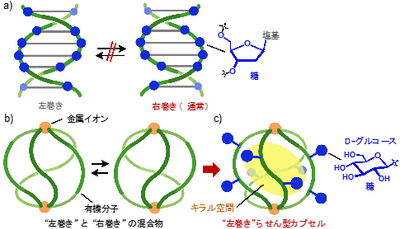 図1(a)DNA2重らせん(右巻き) (b)既報の人工らせん型カプセル(左/右巻きの混合物) (c)本研究の戦略:外面の単糖(D-グルコース)修飾による人工らせん型カプセル(左巻き)