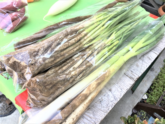 九十九里浜の新鮮な取れたて野菜が100円！