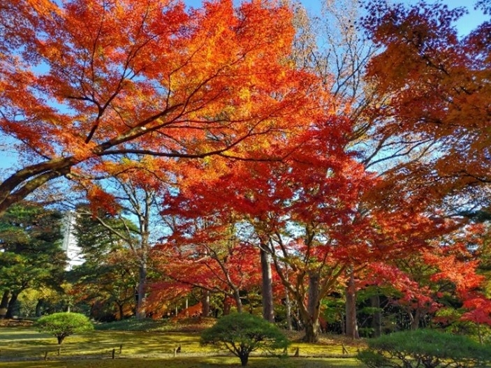 過去の紅葉の様子(芝庭)