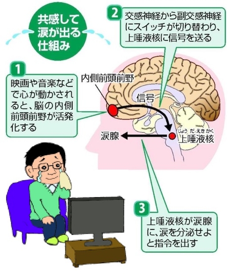 共感して涙が出る仕組み