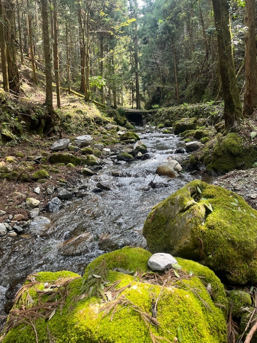 清流と苔岩
