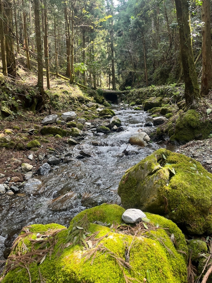 清流と苔岩
