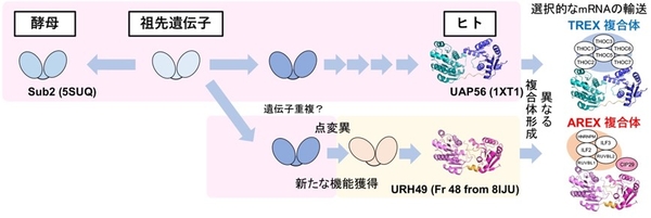 2種類のバルクmRNA輸送体の複合体