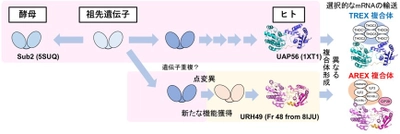 mRNAを核から細胞質へ輸送するバルクmRNA輸送体の構成因子を解明　がんの早期発見や予後の予測に役立つ可能性のある研究成果