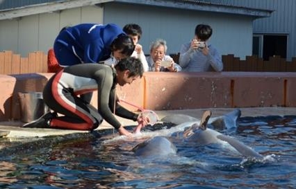 バンドウイルカの精子を採取する様子