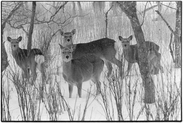 「鹿渡り」より 別海町走古丹 2016