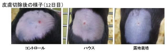 マウスの背中の傷　12日目