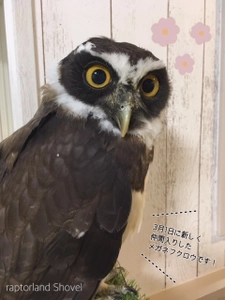 大阪・なんばの猛禽類カフェ「raptorland Shovel」に 新しく仲間入りしたメガネフクロウの名前が4月7日に決定！