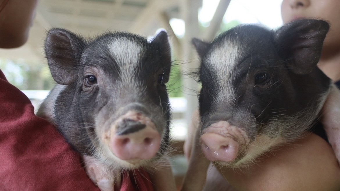 モルモットにミニブタも！ 「のじま動物園」で楽しむ親子イベント
『どうぶつえんまつり』 5月10日より3日間開催！