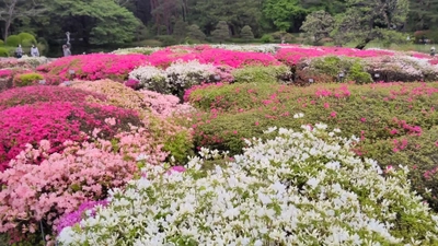 神代植物公園「つつじウィーク」のお知らせ　令和5年４月11日（火）～５月7日（日）