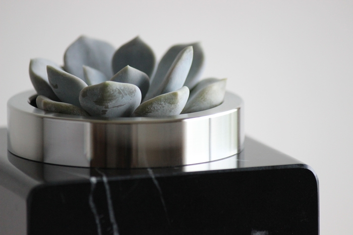 エケベリアを植えたアップの写真