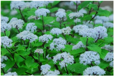 六甲高山植物園 梅雨を彩る優しい香り 六甲山自生 コアジサイの花が見頃です