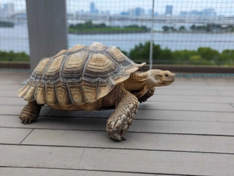 次世代都市型動物園　動物たちが暮らす森Animeal(アニミル)は 7月22日より動物エリアのパワーアップを実施！ ～お台場店・心斎橋店に新しい仲間も登場！～