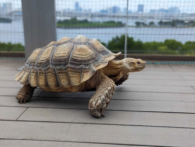 次世代都市型動物園　動物たちが暮らす森Animeal(アニミル)は 7月22日より動物エリアのパワーアップを実施！ ～お台場店・心斎橋店に新しい仲間も登場！～