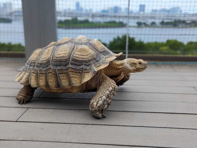 体重40kg超えの大型リクガメのケヅメリクガメ:テラスをのそのそとお散歩中です