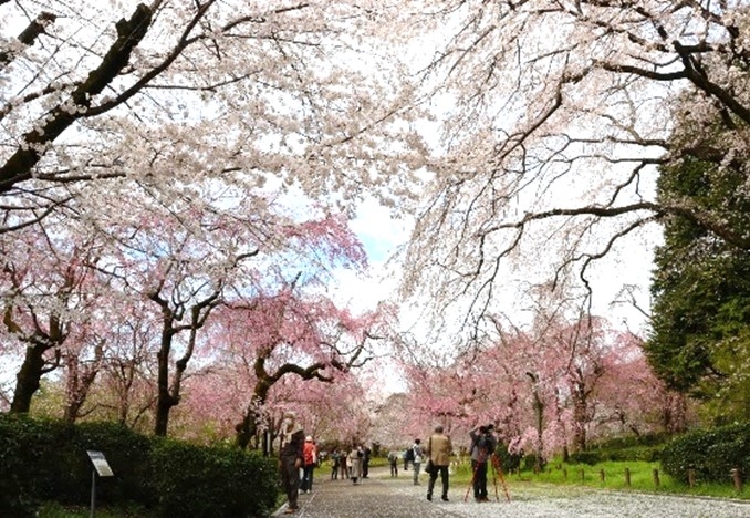 さくら園（令和４年度撮影）