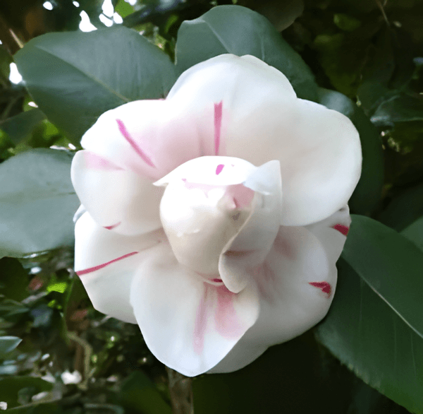 ツバキ‘神代桃錦’