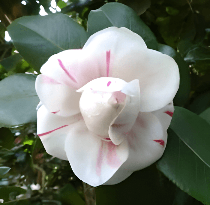 ツバキ‘神代桃錦’