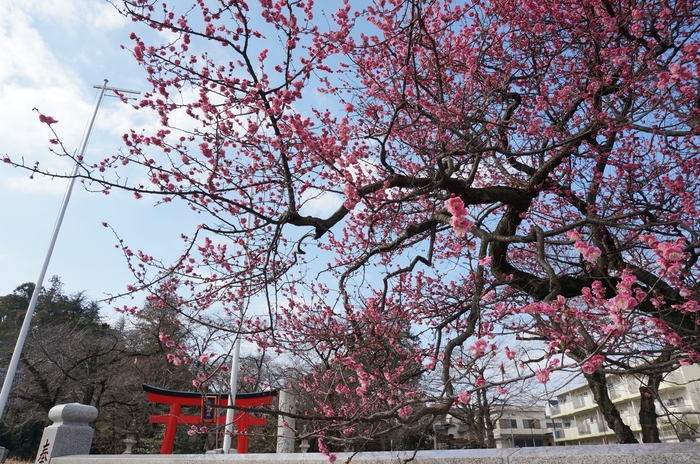 バス停前の菅原神社