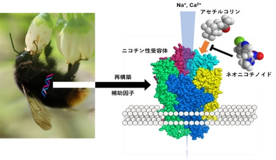 ネオニコチノイド系殺虫剤に対するハナバチ類の感受性を解明　環境に優しい農薬や昆虫制御材の開発に期待