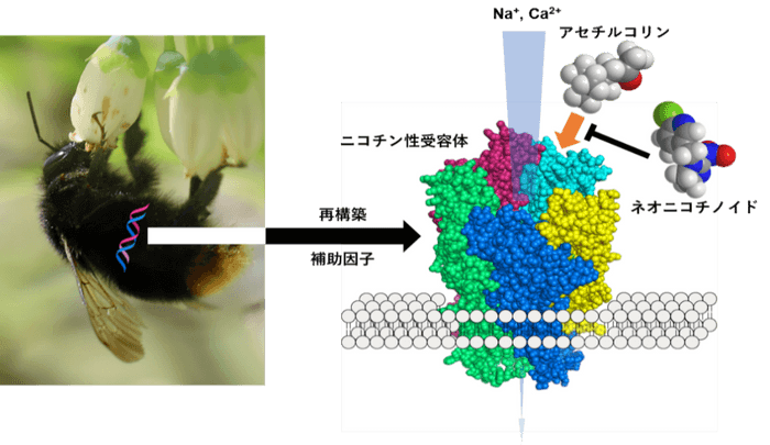 ハナバチ類のニコチン性受容体が極めて高いネオニコチノイド感受性を示すことを発見