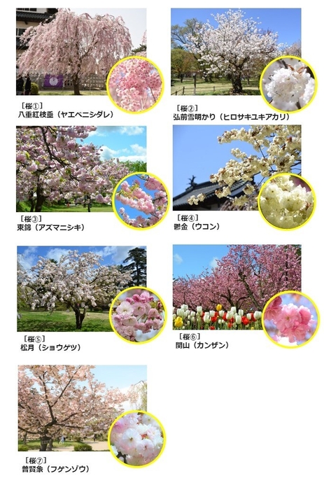 弘前七桜