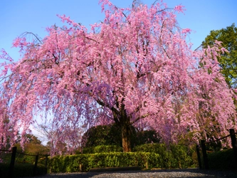 ウィズコロナ時代における新しい旅のかたち　 密を避け、京都の桜・寺院を満喫『春の貸切ツアー』を販売開始