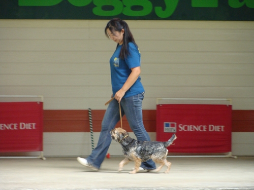 愛犬のしつけ教室