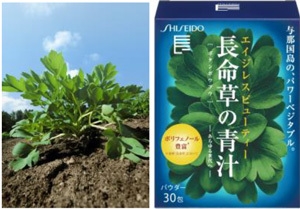 長命草(ボタンボウフウ)