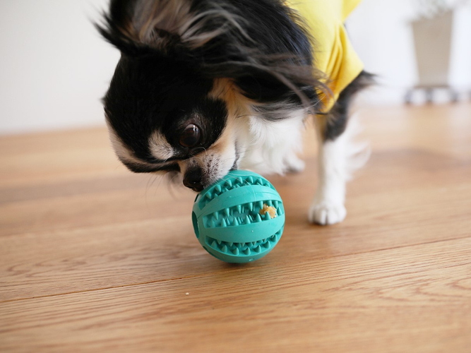 【NEW】「ペット おやつボールトイ」おやつを使って、遊びながら知育トレーニングやデンタルケアができる犬用のボールトイです。