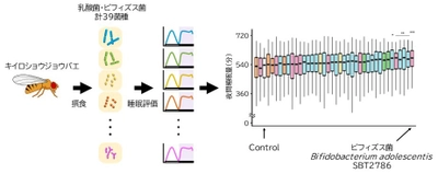 名古屋大学との産学協同研究講座において ビフィズス菌 Bifidobacterium adolescentis SBT2786 が睡眠を促進することを確認 -学術雑誌「Genes to Cells」に掲載されました-