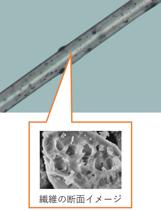 繊維の断面イメージ