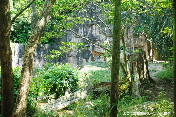 よこはま動物園ズーラシア園内の様子