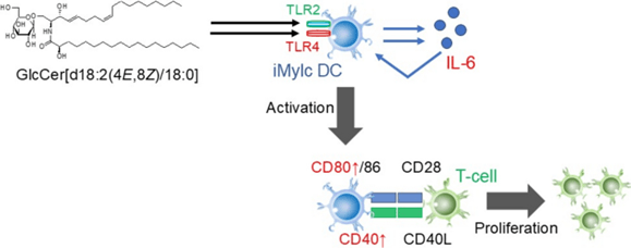 図1. 発表した論文の概要～オリザセラミドⓇに含まれるGlcCerの免疫賦活作用とそのメカニズム～