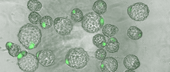 蛍光標識されたES細胞がマウス初期胚と混ざり合った様子