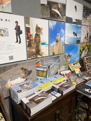 飛び猫