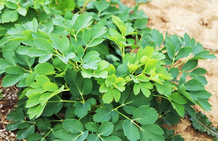 ボタンボウフウ