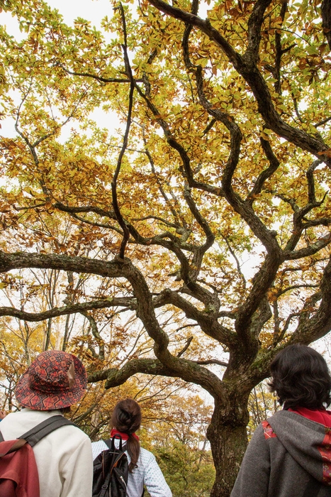 赤城白樺牧場秘密の絶景ツアー(4)