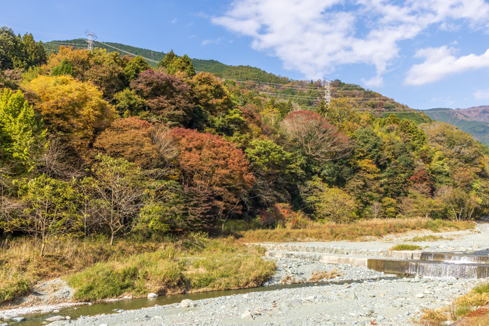 シカが頻繁に出没する箱根山麓エリア