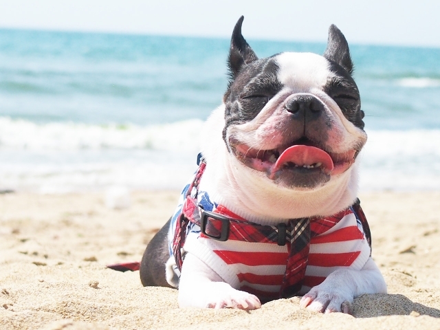 愛犬のお気に入りの一枚を